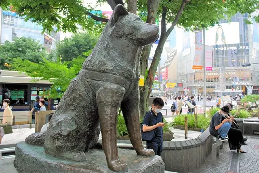 Imagem Hachikō Memorial Statue